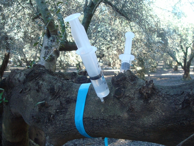 Plant growth regulators are applied directly into the tree