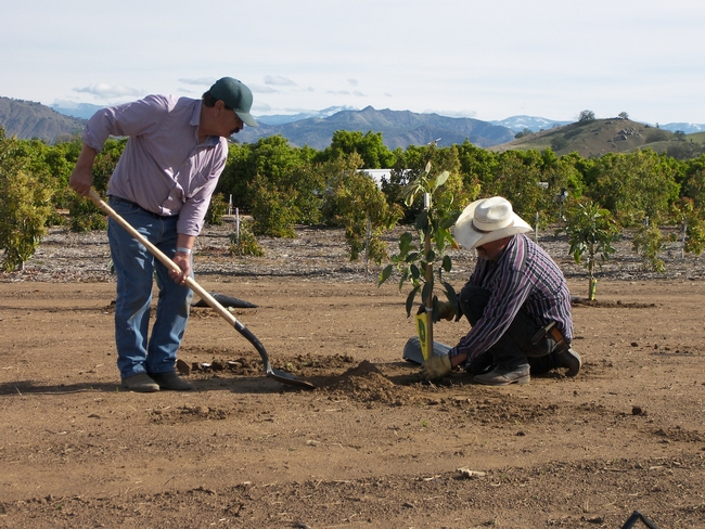 Senior agricultural technicians Gerry Perez and Jose Hernandez planting avocado trees