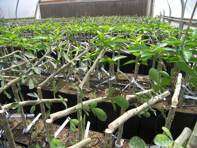 Newly budded citrus trees in a greenhouse
