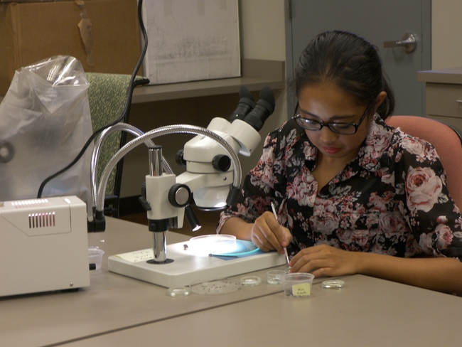 Yelena Martinez sorts insects under a microscope.