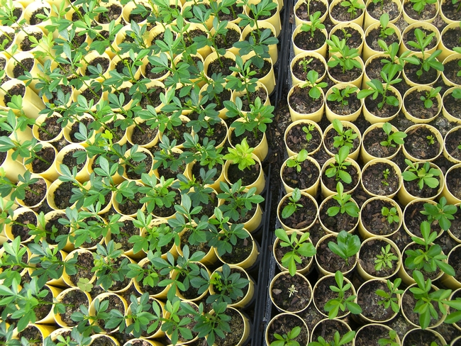 Hybrid trifoliate seedlings