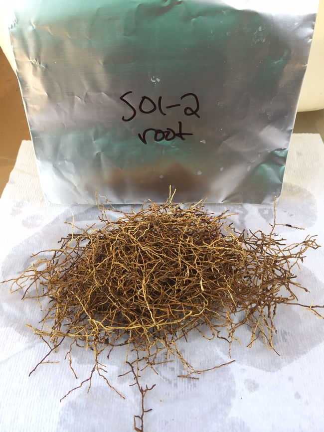 Roots from sour orange rootstock (Citrus aurantium)