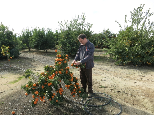 Adrian Buckley examines the Bouquet de Fleurs sour orange.  Photo by Dan Willey.
