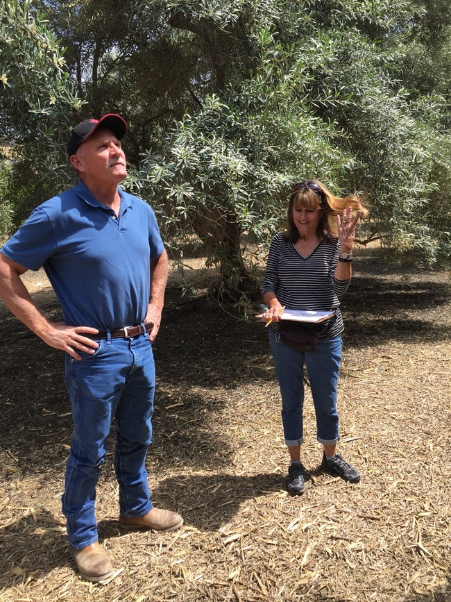 Kurt Schmidt, LREC Superintendent, and Carol Lovatt, Professor of Plant Physiology, Emeritus, and Professor in the Graduate Division, discuss application of treatments at bloom.