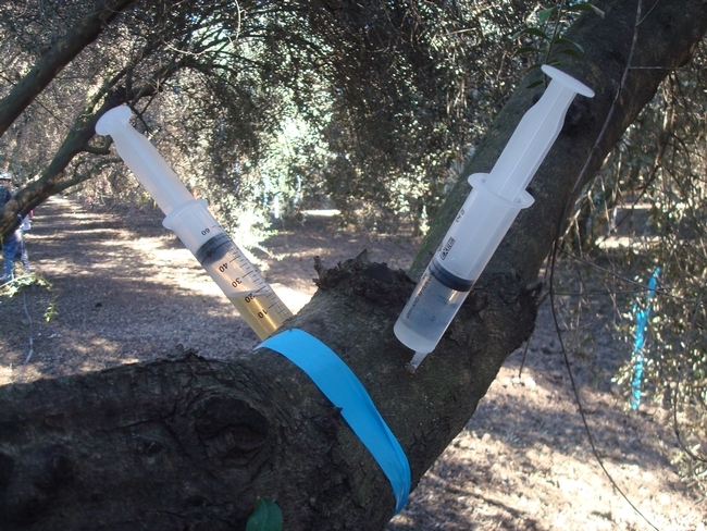 Plant growth regulators were injected into the trees during the initial proof-of-concept phase of the research program.