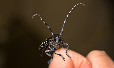 Asian longhorned beetle.  Photo courtesy of R. Anson Eaglin, USDA-APHIS.