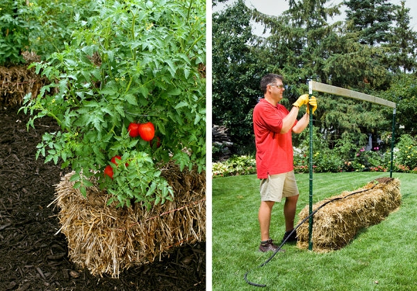 Tomatoes in Straw