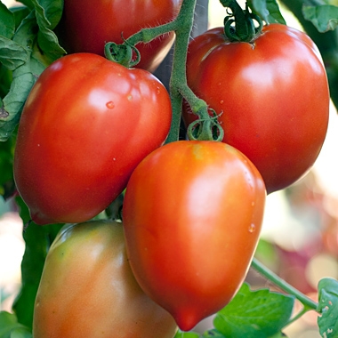 Tomatoe Seed