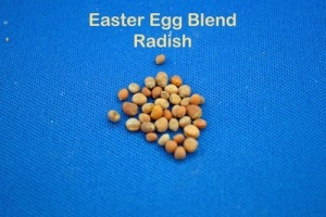 Radish Seed