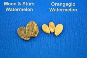 Watermellon Seed