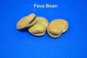 Fava Beans