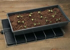 Seed Starting 3