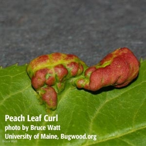 Peach Leaf
