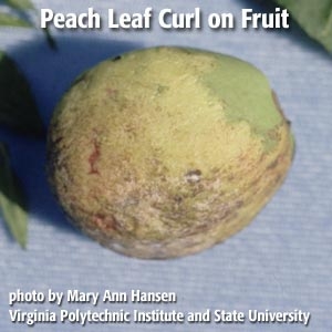 Peach Leaf Curl Fruit