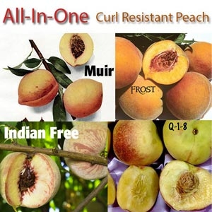 Curl Resistant Peach