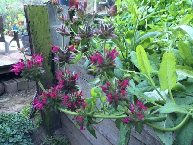 200 druhov pôvodných rastlín v malej záhradnej záhrade Los Angeles