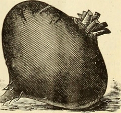 Beet image from page 8 of 