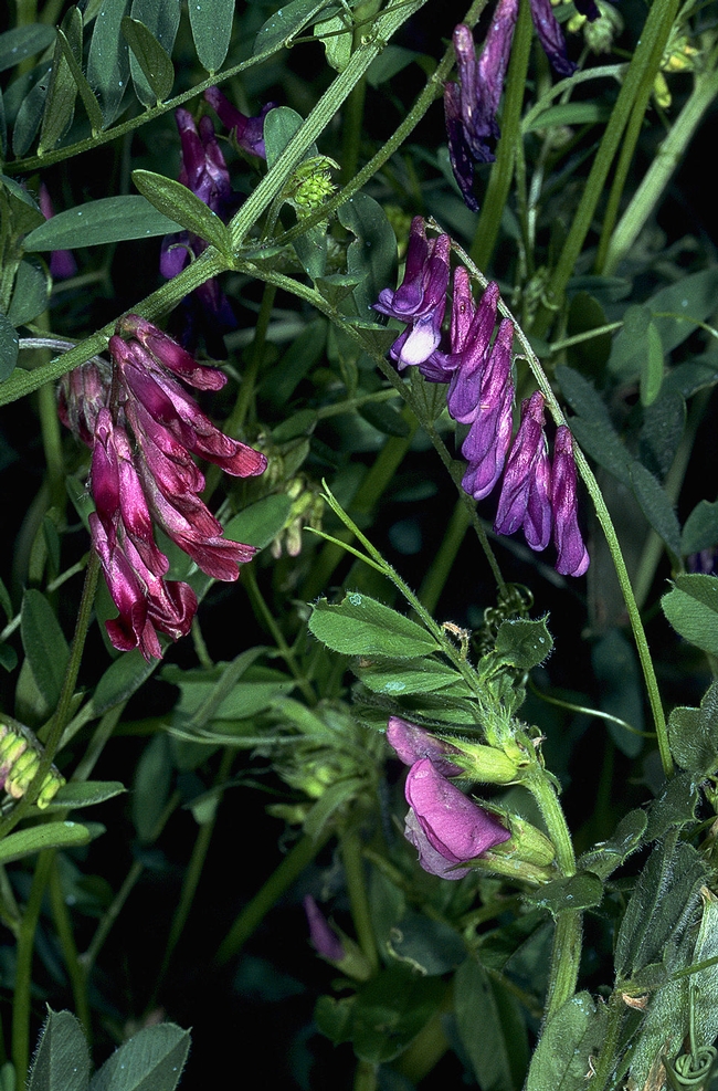 Vetch, one of the suggested legume cover crops.