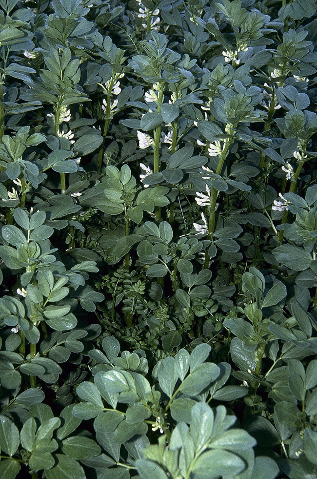 Another suggested cover crop, fava or bell beans.