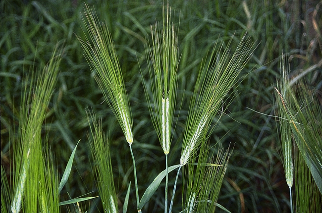 Barley, a grass sometimes used as a cover crop.