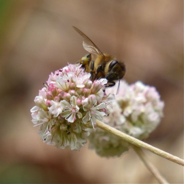 A honeybee feeding on sea cliff buckwheat. Photo: © Carol Nickbarg.
