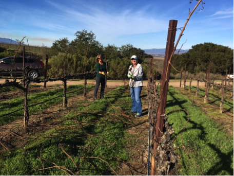 Jan Fedor and Mandy Salm gather up long canes from recently pruned Pinot Noir vines in the Santa Lucia Highlands, courtesy of Valley Farm Management.