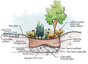 Rain garden schematic diagram.