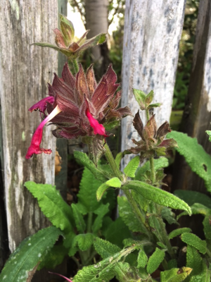 Salvia spathacea, hummingbird sage.