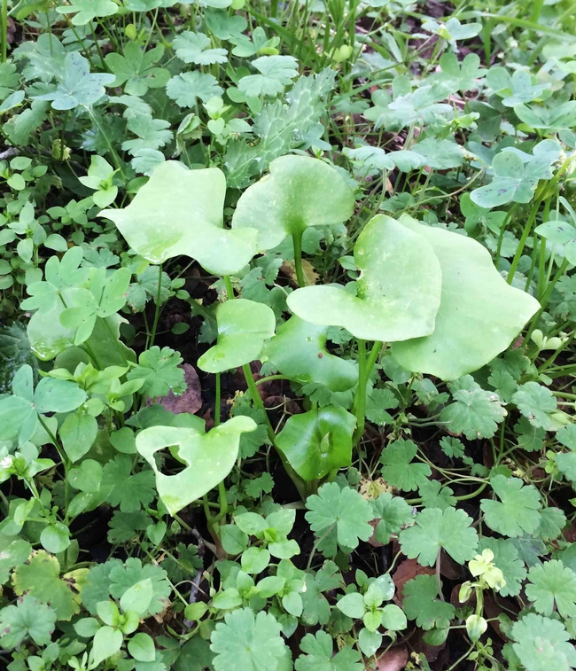 Claytonia perfoliata, or miner's lettuce, a local native, is the spade-leaved plant in the center surrounded by non-native annuals and perennials.