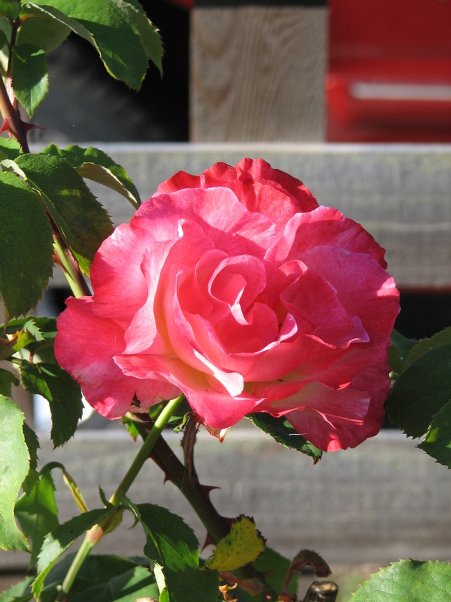 rose in bloom