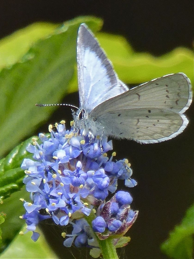 Echo Blue Butterfly, feeding on Ceanothus, one of its host plants. Photo by Carol Nickbarg.
