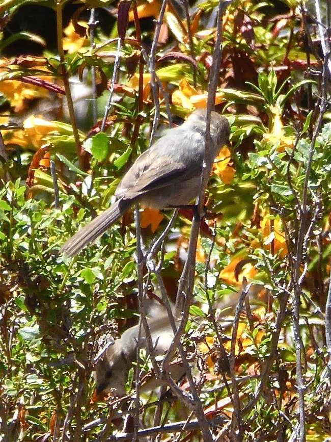 Bushtits seeking insect food in thicket of Coyote brush and Sticky monkeyflower. Image © Carol Nickbarg.
