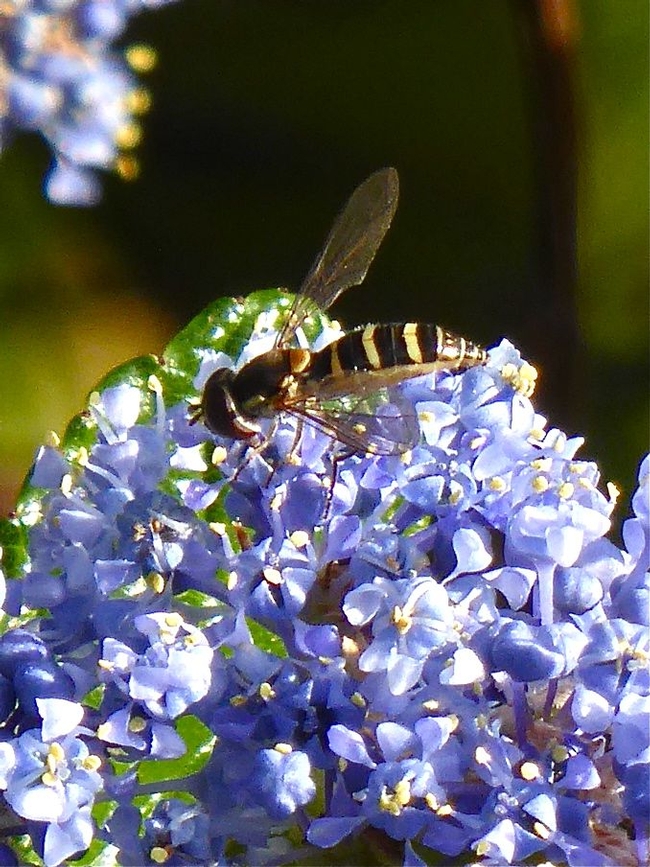 Adult syrphid fly feeding on <em>Ceanothus</em> pollen. Syrphid larvae are garden beneficials, feeding on aphids, scales, thrips and other soft-bodied insects. Image © Carol Nickbarg.