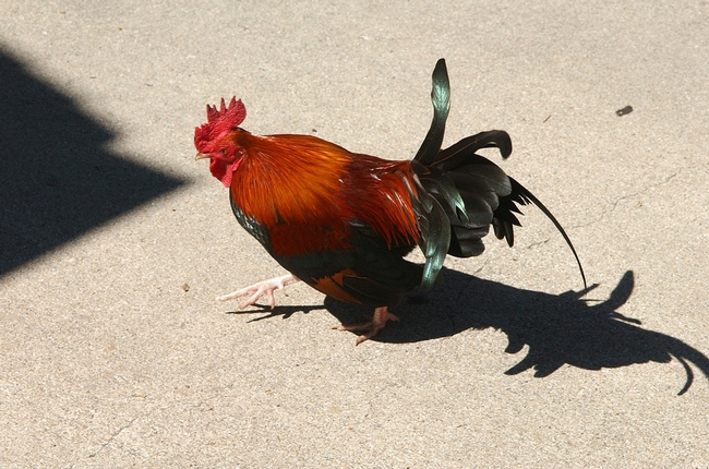 Handsome rooster. Photo: © Leora Worthington.
