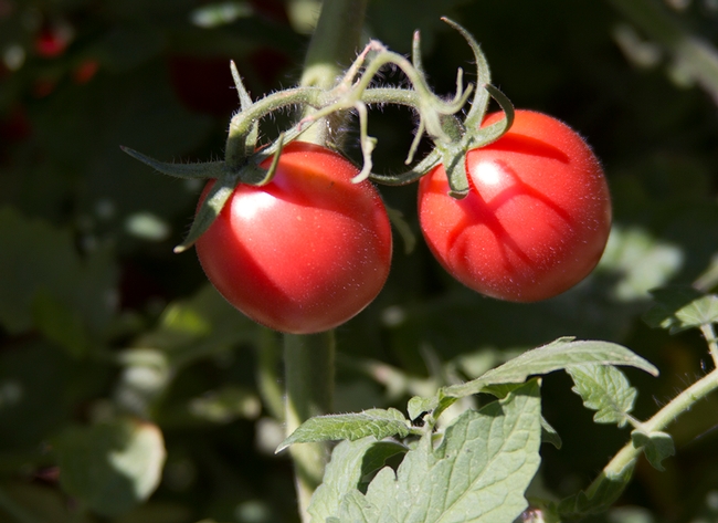 Tomatoes on the vine.