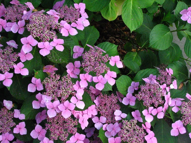 Hydrangea. Photograph © Anastatia Foster.