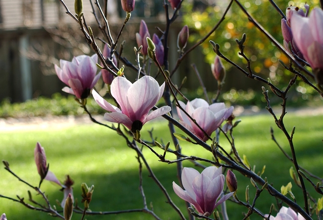 Magnolia. Photograph © Leora Worthington.