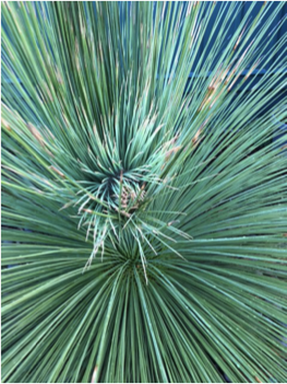 Mexican Grass Tree leaves.
