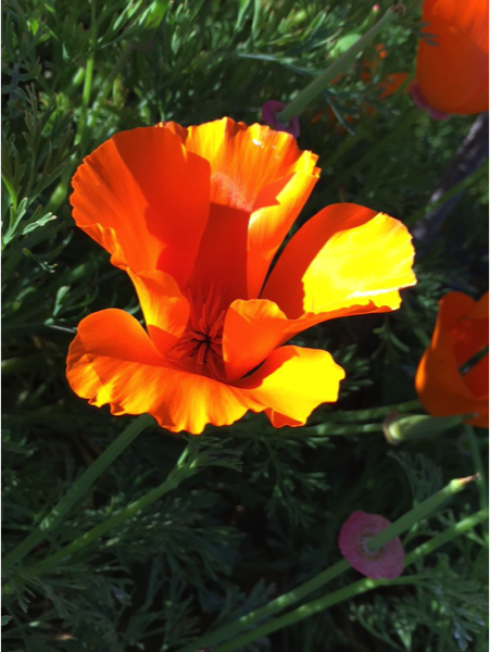 Close up of a California poppy. Photo © Mandy Salm.