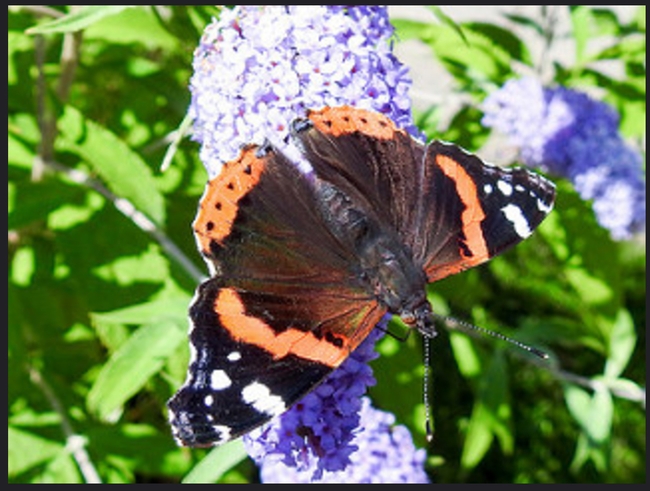 Red Admiral. Photo © Rickard Holgersson.