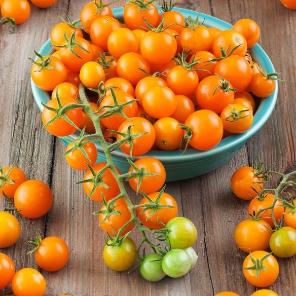 Sungold tomatoes. Image from BonniePlants.com.
