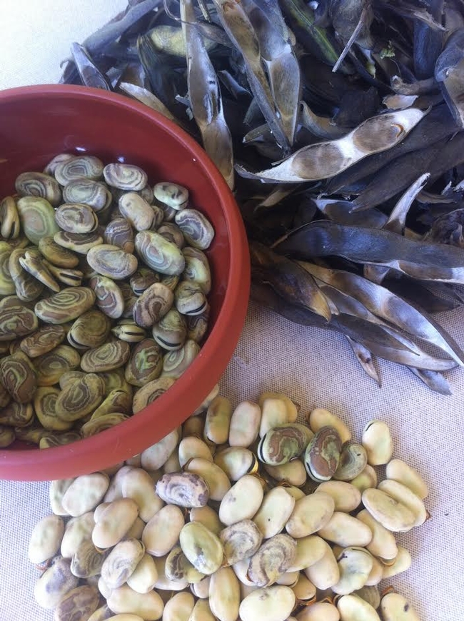 Separating fava beans from their seedpods. Photo © Melody Overstreet.