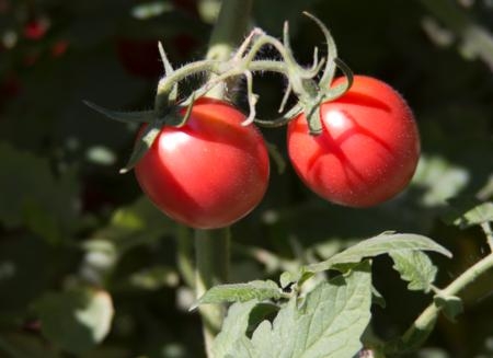 Tomatoes. Photo © UCANR.