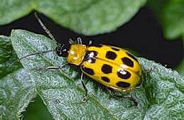 Western spotted cucumber beetle. Photo by Jack Kelly Clark.