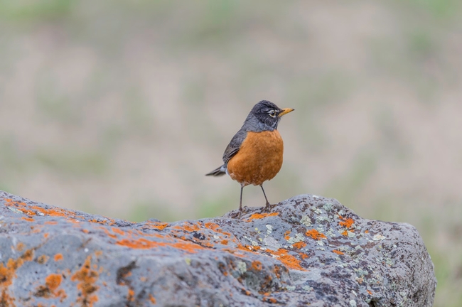 American Robin. Image credit: Gerald and Buff Corsi © California Academy of Sciences.