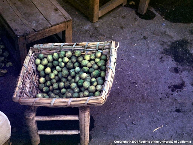 Lime harvest in a basket