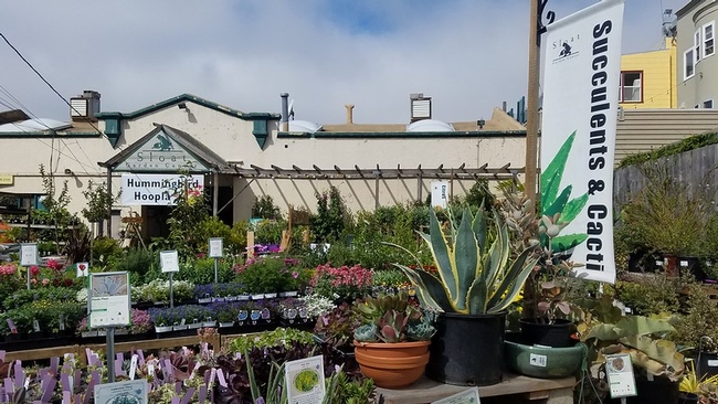 Building in the background of a nursery full of plants. A cactus and succulent display is in the front with a beautiful striped aloe plant on a table next to various pots.