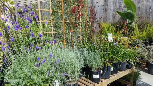 Purple lavender, kangaroo paw and other plants in bloom on display on top of a table at a nursery.