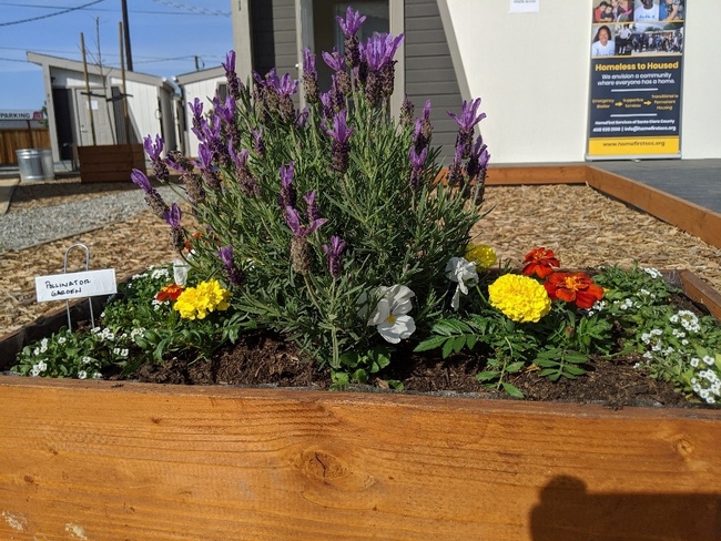 Raised garden beds with lavender, herbs and flowers