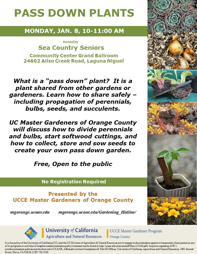 Passing Down Green Wisdom: UC Master Gardeners Reveal the Techniques for Plant Propagation and Garden Sharing